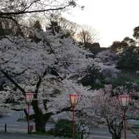 Cherry Blossom at Kanazawa Castle Park