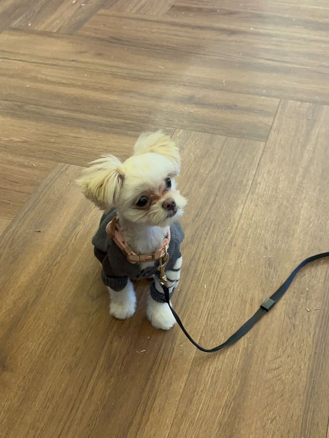 울산 애견동반 카페🐕🐾 ‘우딬’