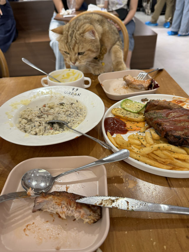 《減壓喵喵Cafe》