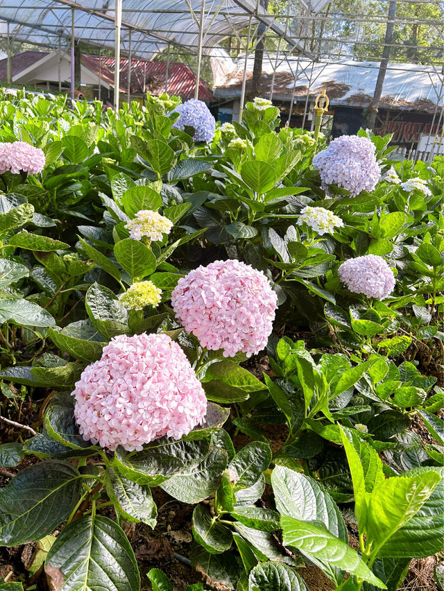 Gorgeous Genting Strawberry Farm