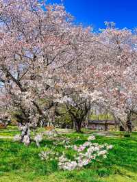 昭和紀念公園賞花