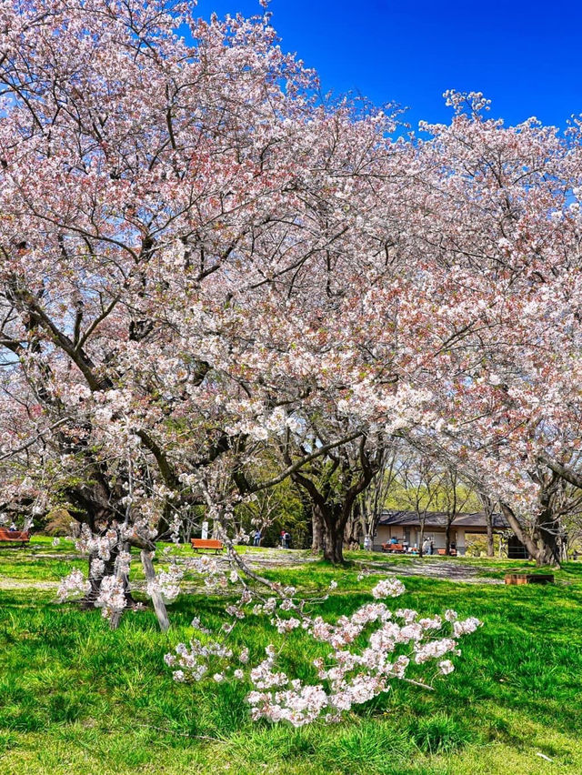 昭和紀念公園賞花