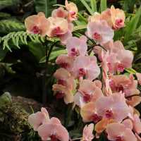 【成都植物園】春日百花齊放，2024年春遊首選