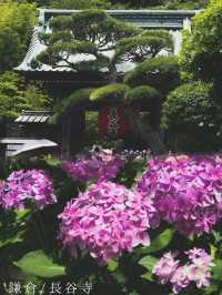 【鎌倉/長谷寺】高台から見る海と紫陽花は天国のよう