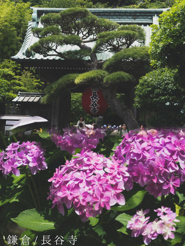 【鎌倉/長谷寺】高台から見る海と紫陽花は天国のよう