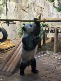 深圳野生動物園：保護與觀賞，充滿教育價值
