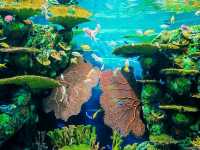 Visit Shanghai Ocean Aquarium 