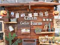 เที่ยวชม cactus ที่ Chan nature cafe 
