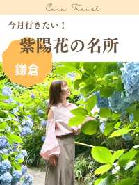 【鎌倉】1度は行きたい！紫陽花の名所