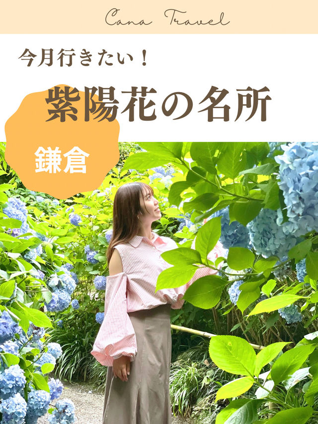 【鎌倉】1度は行きたい！紫陽花の名所