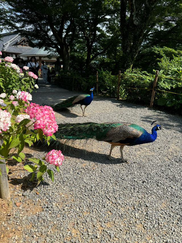 〜茨城県〜関東まだ間に合うあじさいスポット！ライトアップ情報も💡
