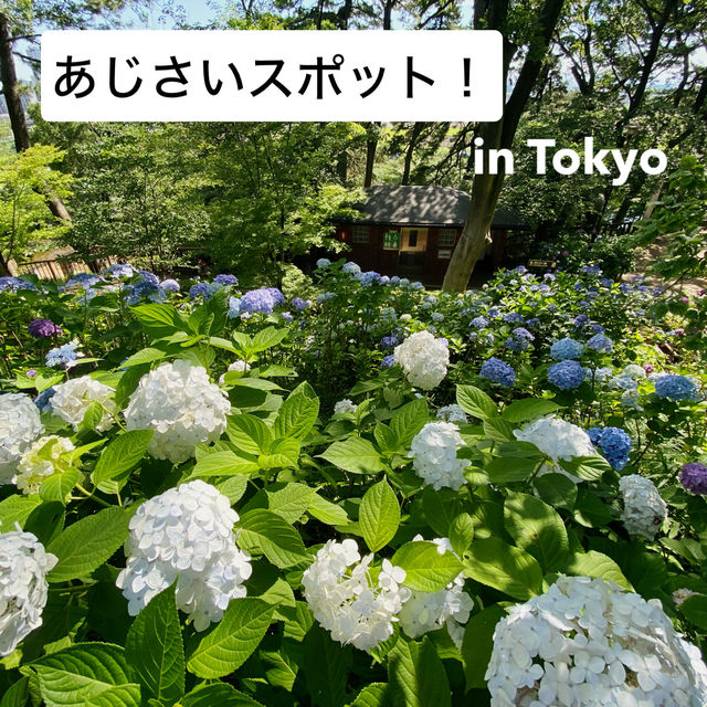 【Tokyo🇯🇵】多摩川台公園