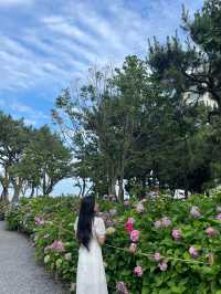 💙🩷해운대 송림공원 개화율 꼭 보세요🩷💙