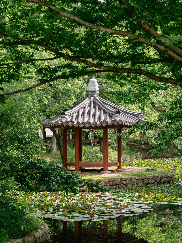 경남 사진찍기 좋은 여행지, 고성 장산숲🌳