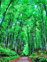 美人林 @ Bijin Bayashi Forest 