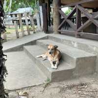 フィジーカルチャービレッジ　Fiji Culture Village