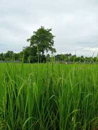 🌾 'รักนาจัง' คาเฟ่ชมวิวทิวทัศน์ติดทุ่งนา 🌾