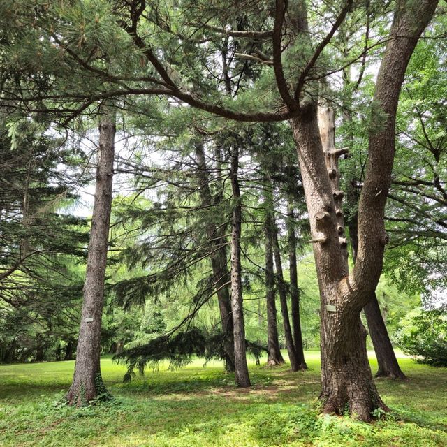 일본여행 홋카이도대학 식물원 北海道大学 植物園