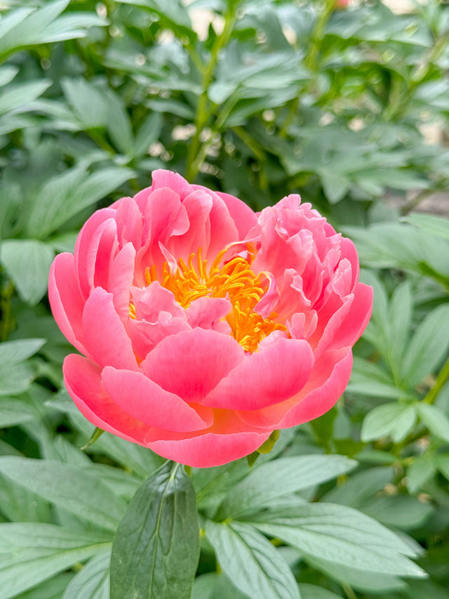 【島根】期間限定の絶景の庭園🌼 🌸【由志園の牡丹祭り】🌸