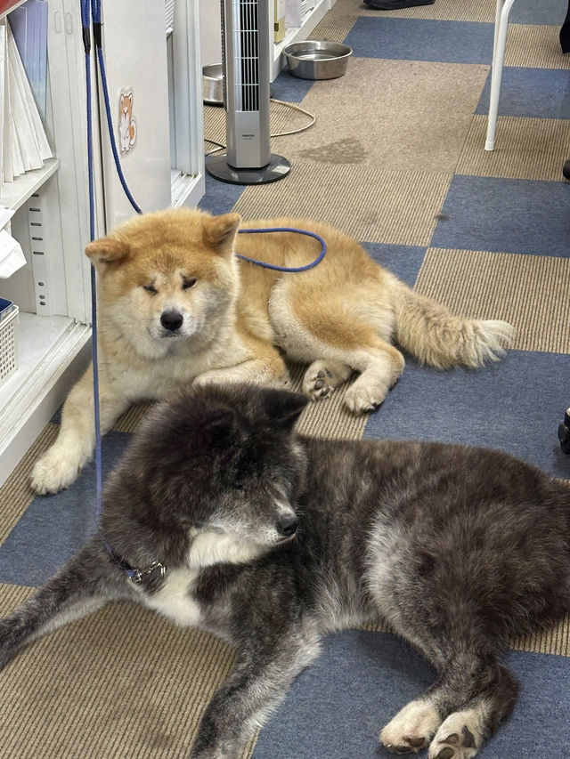 【秋田】秋田犬を間近で見れて歴史に触れらる場所🐕