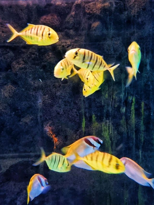 𝐁𝐚𝐧𝐠𝐬𝐚𝐞𝐧 𝐀𝐪𝐮𝐚𝐫𝐢𝐮𝐦 🐟🐠