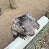 悉尼親親無尾熊🐨親親袋鼠🦘（費瑟戴爾野生動物園）