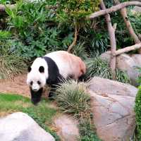 ดูแพนด้าที่ Ocean Park Hongkong 