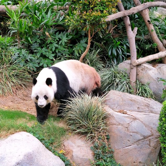 ดูแพนด้าที่ Ocean Park Hongkong 