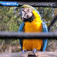澳洲雪梨-野生動物園與無尾熊合照：Featherdale野生動物園