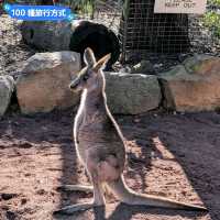 澳洲雪梨-野生動物園與無尾熊合照：Featherdale野生動物園