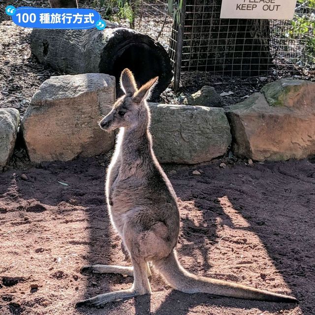 澳洲雪梨-野生動物園與無尾熊合照：Featherdale野生動物園