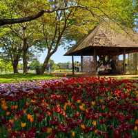 英彥山花園：鬱金香花海，充滿生機