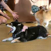 가마쿠라 마메시바🐶 카페에 다녀왔어요!