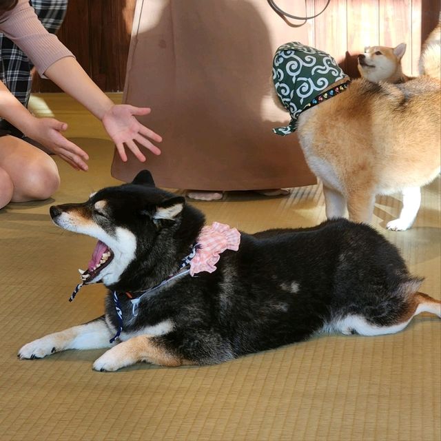 가마쿠라 마메시바🐶 카페에 다녀왔어요!