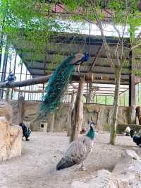 A Fun Day of Animal Encounters at Bentong Farm