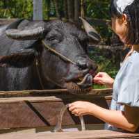 “ภาชีคาเฟ่” คาเฟ่สไตล์บาหลี อำเภอภาชี อยุธยา 
