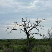 Kruger Safari: Wild Adventures and Epic Encounters