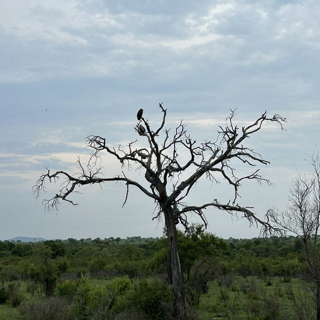 Kruger Safari: Wild Adventures and Epic Encounters