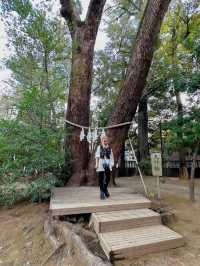 【大宮】最強パワースポットの宝庫📍大宮 氷川神社⛩️縁結びや商売繁盛にもオススメ💓可愛いスポットも🈶