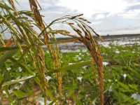 Learning the Story of Rice at Sekinchan Paddy Gallery