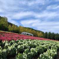 北海道之旅- 富良野富田農場/四季彩之丘