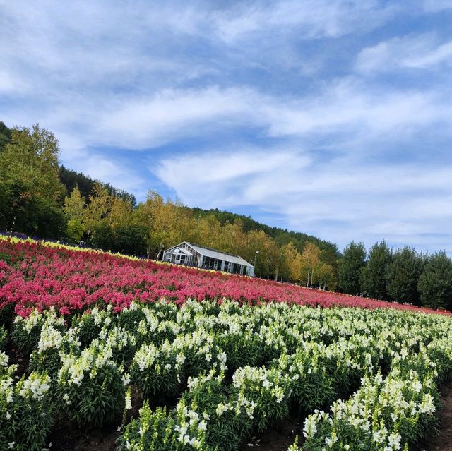 北海道之旅- 富良野富田農場/四季彩之丘
