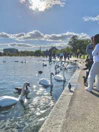 🇬🇧 倫敦最多天鵝的公園 🦢