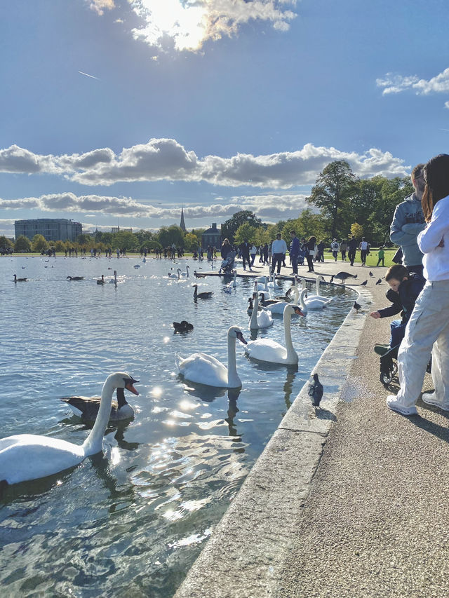 🇬🇧 倫敦最多天鵝的公園 🦢