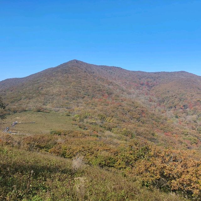 천상의 화원!!!  점봉산 곰배령!!!