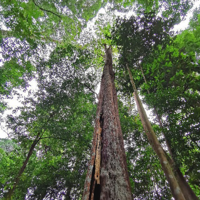 Monthly Hiking at Bukit Timah Hill 🇸🇬