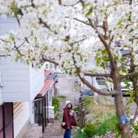 Amazing trip in Japan for chasing sakura flowers