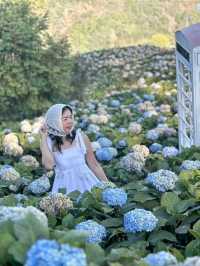 Hydrangea san 
