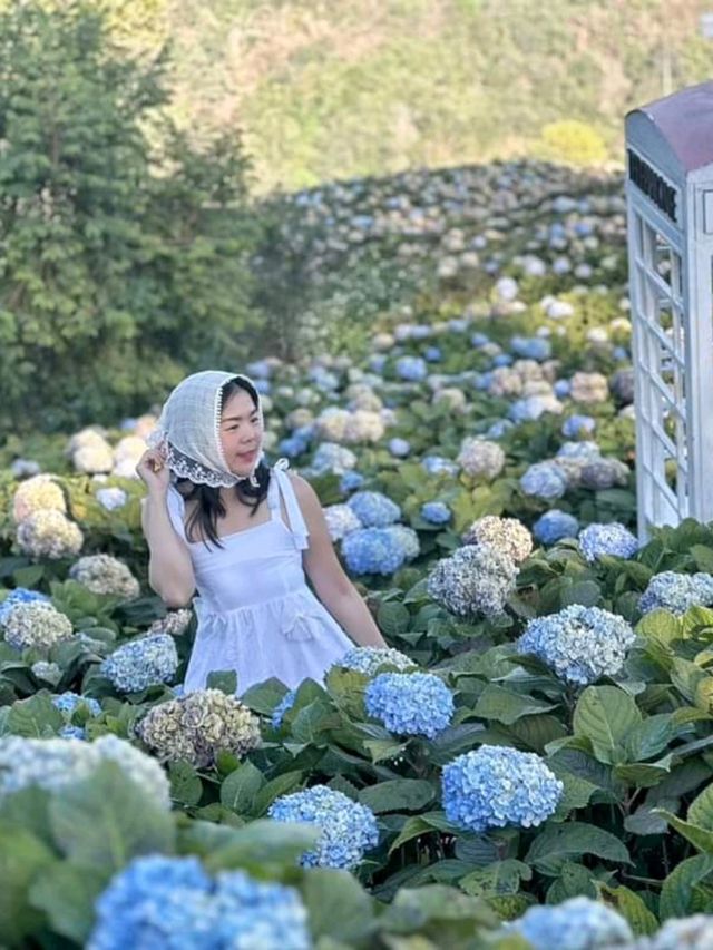 Hydrangea san 