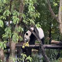   A Day in Panda Paradise: Exploring Chengdu Research Base